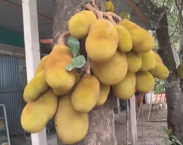 রোদের প্রখরতা ছাপিয়ে জয় হলো প্রকৃতির রসালো ভালোবাসা: ঢাকার দক্ষিণ জনপদে কাঁঠাল উৎসব