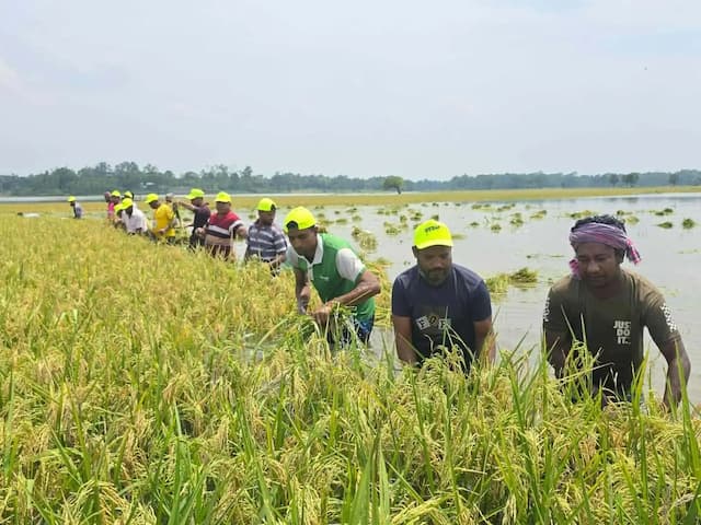ভালুকায় কৃষক দলের উদ্যোগে ধান কাটা কর্মসূচি