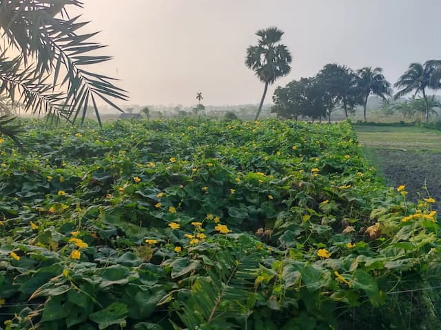 ডুমুরিয়ায় পোল্লা চাষে কৃষকের অভাবনীয় সাফল্য: লাভের মুখ দেখছেন খামারিরা