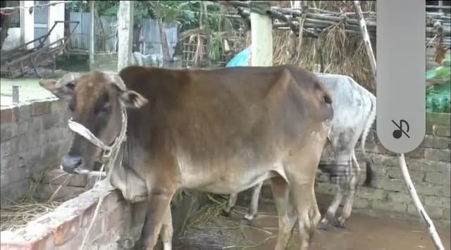 কুড়িগ্রামে খুরা রোগে ৯ গরুর মৃত্যু, আক্রান্ত প্রায় আড়াই শতাধিক