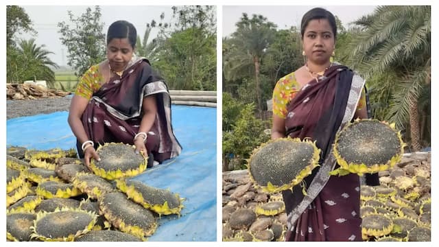 ডুমুরিয়ায়‌ লবণাক্ত জমিতেও সূর্যমুখীর বাম্পার ফলন
