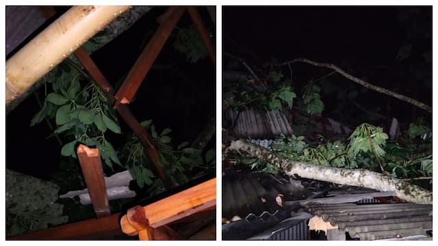 ফুলবাড়ীতে ঝুঁকিপূর্ণ শিমুল গাছ ভেঙে বাড়ি বিধ্বস্ত, ব্যাপক ক্ষয়ক্ষতি