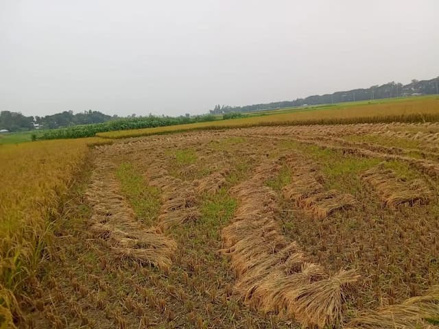 পাবনার ফরিদপুরে ২৯ ধানের বাম্পার ফলন
