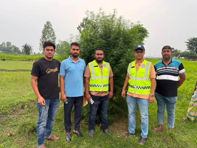 ভূরুঙ্গামারীতে মরিচ ক্ষেতে গাঁজার চাষ, ১০ ফুট উচ্চতার গাঁজার গাছ জব্দ