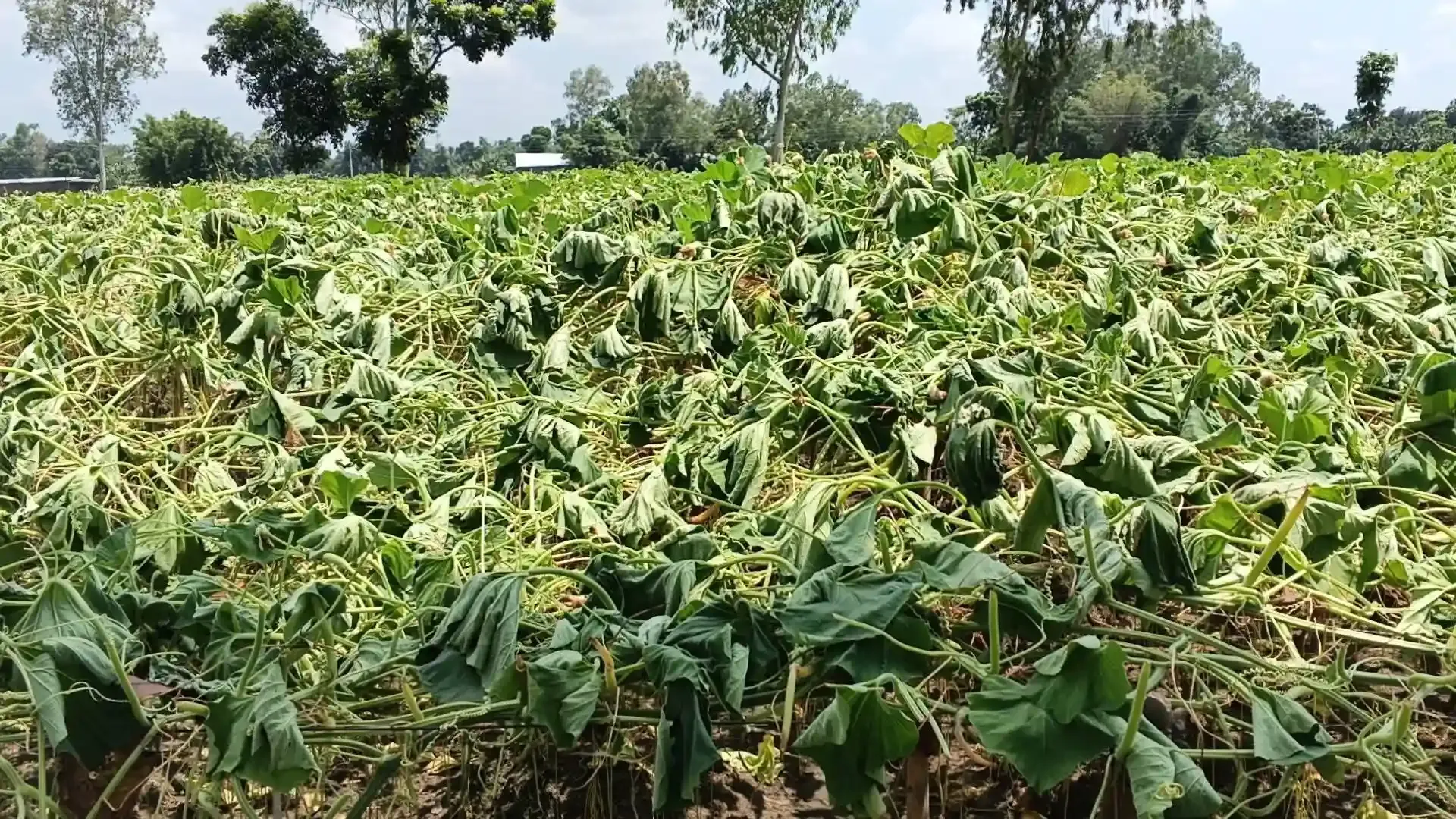 রুহিয়ায় জমি নিয়ে দ্বন্দ্ব লাউ গাছ নিধনের পাল্টাপাল্টি অভিযোগ