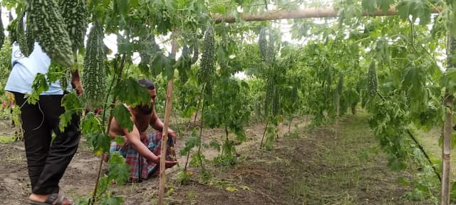 রুহিয়ায় ছাগল খোয়ারে দেওয়ার জেরে করলা ক্ষেত কেটে ফেলার অভিযোগ কৃষকের  ‎