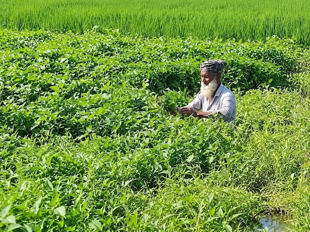রুহিয়ায় পরিত্যক্ত পুকুরে ভাসমান কলমি শাক চাষ 