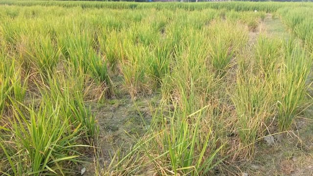 বালিয়াডাঙ্গীতে ৬৬ শতক জমির ধানের চারা নষ্ট, কৃষকের অভিযোগ