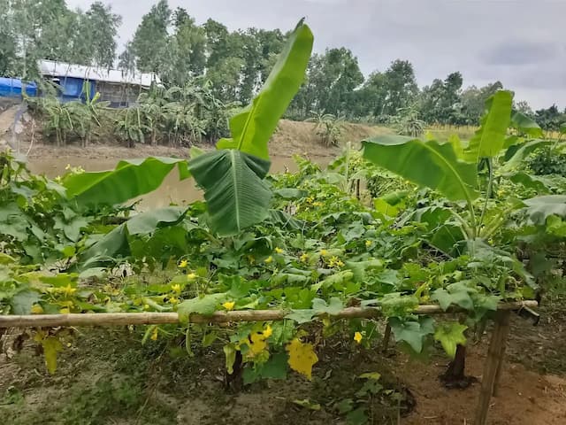 রুহিয়ায় শুক নদীকে ঘিরে ভুমিহীন রবিউলের স্বাবলম্বী হওয়ার স্বপ্ন