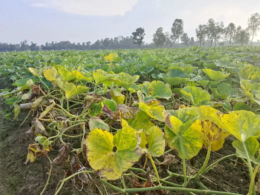 রুহিয়ায় লাউ চাষে লোকসানের মুখে কৃষক