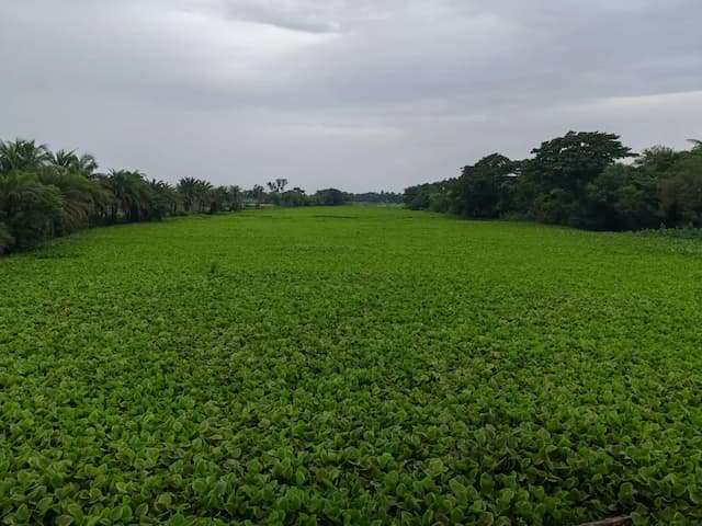 ডুমুরিয়ায় বিভিন্ন নদ নদী খালজুড়ে কচুরিপানা, ভোগান্তিতে পড়েছে মৎস্যজীবী‌ ও কৃষক