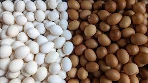 দোহারে ডিমের দাম ঊর্ধ্বমুখী, প্যালেট ৩৩০ টাকা, দিশেহারা সাধারণ মানুষ