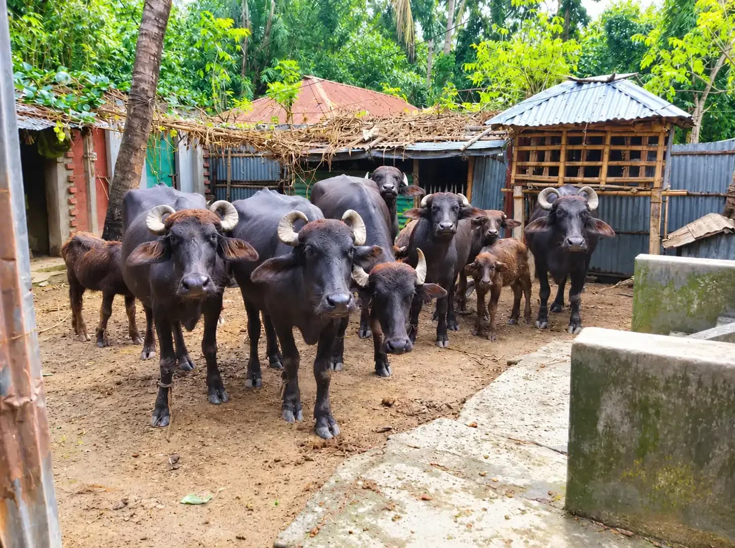 দৌলতপুরে পৈশাচিক হামলা: বাঁশ কাটা নিয়ে বিরোধের জেরে যুবকের হাত বিচ্ছিন্ন করে মহিষ ও পাট লুট।