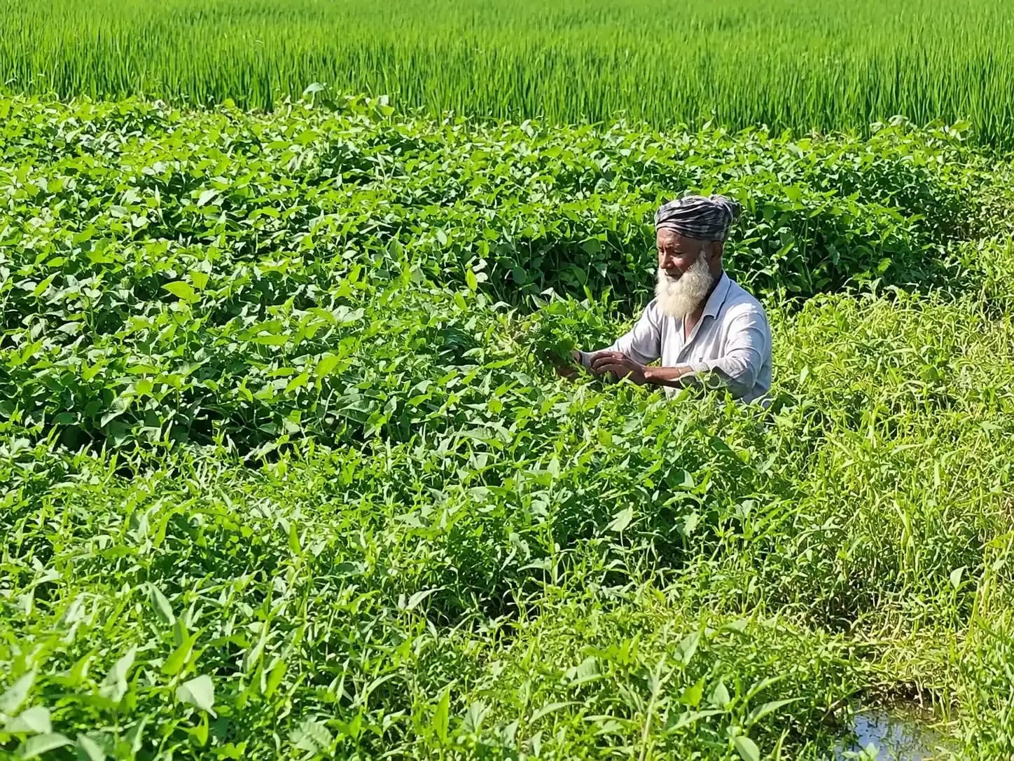 রুহিয়ায় পরিত্যক্ত পুকুরে ভাসমান কলমি শাক চাষ