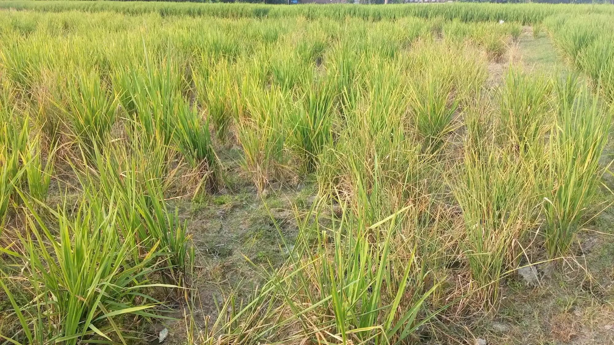 বালিয়াডাঙ্গীতে ৬৬ শতক জমির ধানের চারা নষ্ট, কৃষকের অভিযোগ